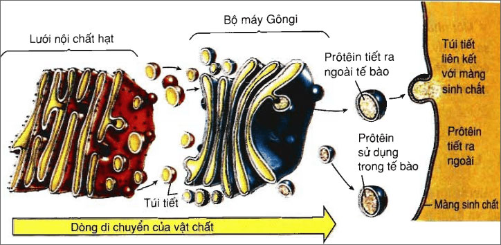 hãy cho biết những bộ phận nào của tế bào tham gia vào việc vận chuyển một protein ra khỏi tế bào?