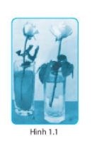 Giải SBT Khoa học tự nhiên lớp 6