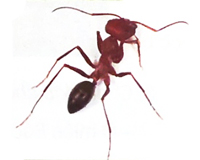 Mùa nước nổi - Phần viết