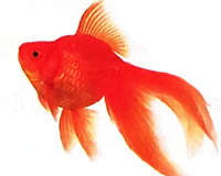 Mùa nước nổi - Phần viết