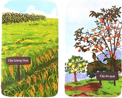 Mùa vàng - Luyện tập