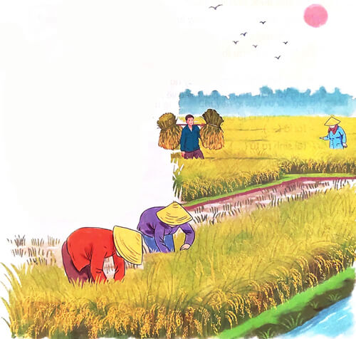 Hạt thóc - Phần đọc