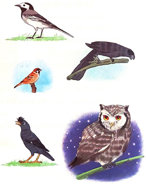 Vè chim - Phần đọc