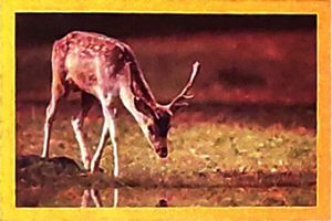 Khủng long - Luyện tập