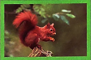 Khủng long - Luyện tập