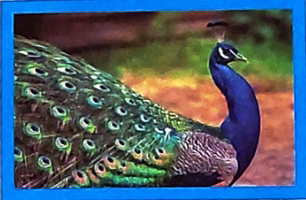 Khủng long - Luyện tập