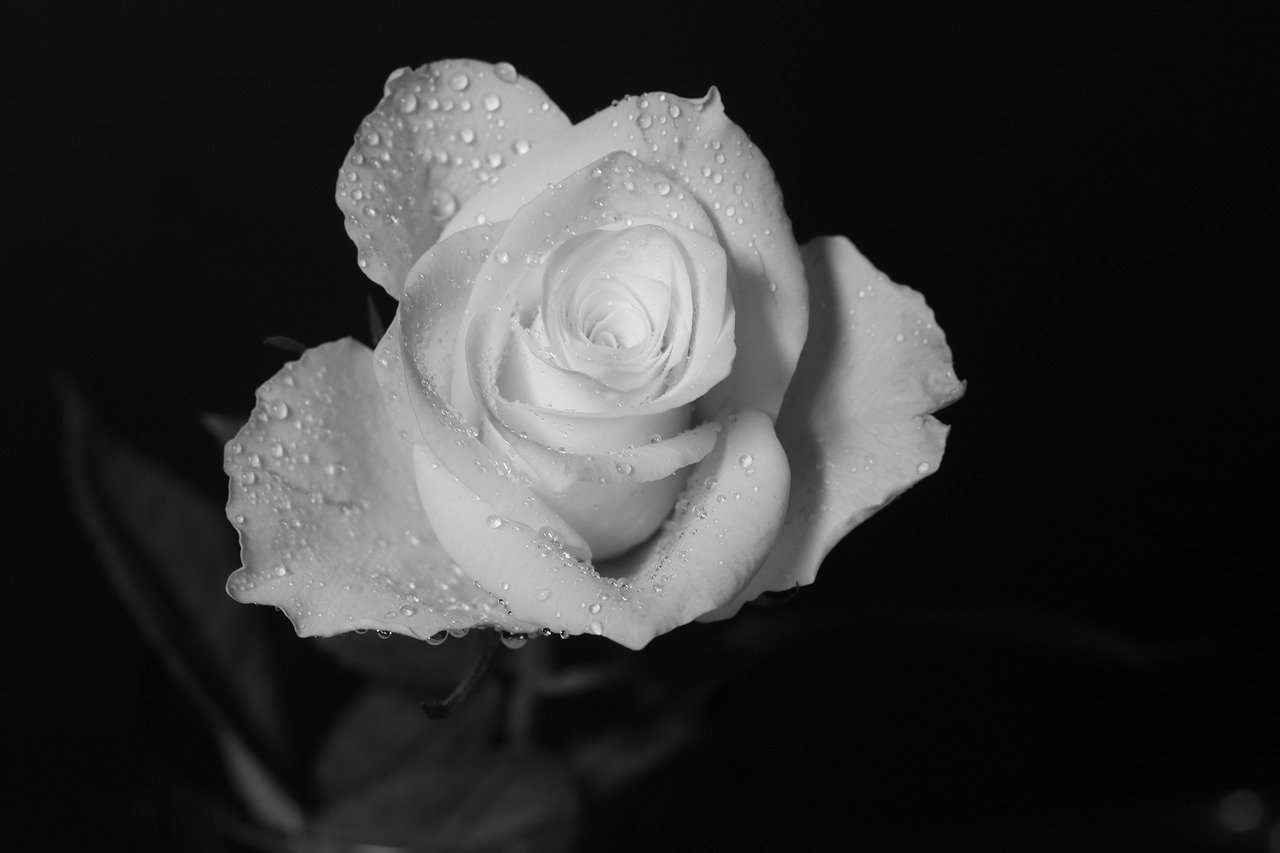 56 ảnh hoa sen trắng làm hình đại điện avatar nhà có tang  Flowerfarmvn   shophoa