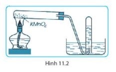 Giải SBT KHTN 6 Kết nối tri thức bài 11