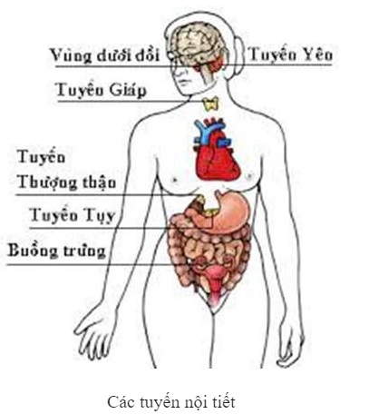 Phân biệt tuyến nội tiết và tuyến ngoại tiết