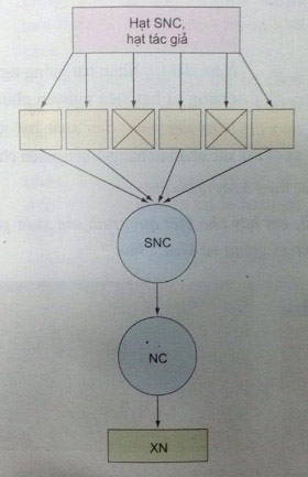 Quy trình sản xuất giống ở cây trồng tự thụ phấn theo sơ đồ duy trì