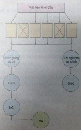 Quy trình sản xuất giống ở cây trồng tự thụ phấn theo sơ đồ phục tráng