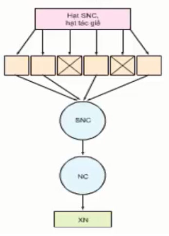 Quy trình sản xuất giống theo sơ đồ duy trì và phục tráng có gì giống và khác nhau