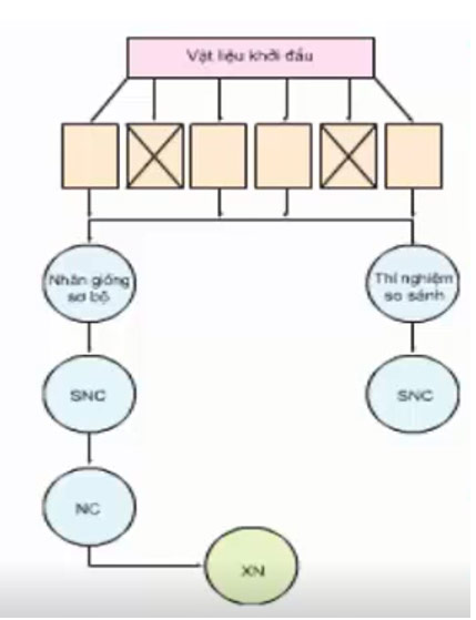 Quy trình sản xuất giống theo sơ đồ duy trì và phục tráng có gì giống và khác nhau