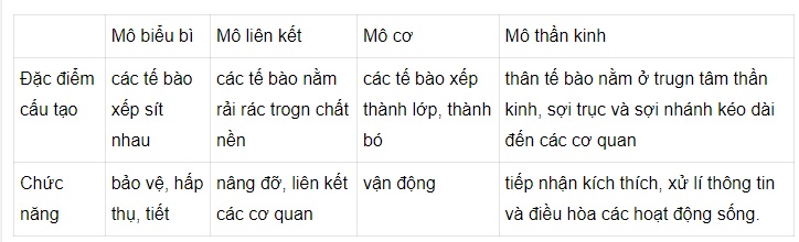So sánh 4 loại mô theo mẫu ở bảng 4