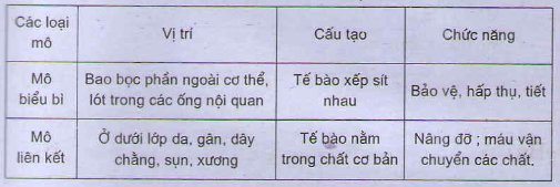 So sánh mô biểu bì và mô liên kết về vị trí của chúng trong cơ thể và sự sắp xếp tế bào trong hai loại mô đó