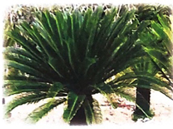 Bài 4: Cây và hoa bên lăng Bác