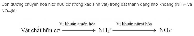 Hãy chỉ ra con đường chuyển hóa nitơ hữu cơ trong đất thành dạng nitơ khoáng