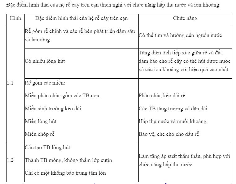 Mô tả đặc điểm hình thái của hệ rễ cây trên cạn