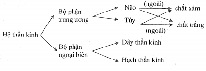 Trình bày các bộ phận của hệ thần kinh và thành phần cấu tạo của chúng dưới hình thức sơ đồ.