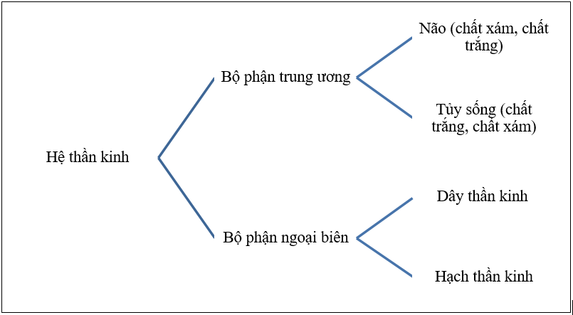 Trình bày các bộ phận của hệ thần kinh và thành phần cấu tạo của chúng dưới hình thức sơ đồ.