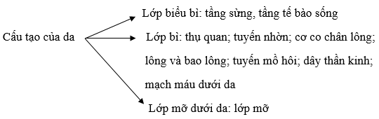 Da có cấu tạo như thế nào?