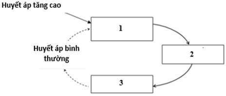 Tr&igrave;nh b&agrave;y cơ chế điều h&ograve;a khi huyết &aacute;p tăng cao