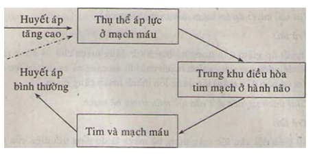 Tr&igrave;nh b&agrave;y cơ chế điều h&ograve;a khi huyết &aacute;p tăng cao