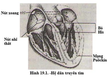Vẽ và chú thích hệ dẫn truyền tim