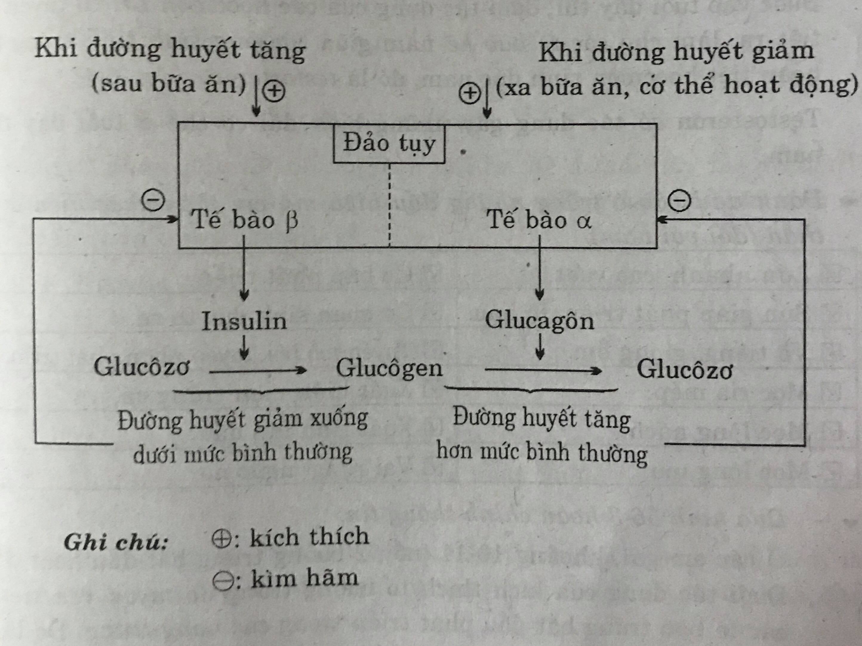 Bài 3 (trang 181 sgk Sinh học 8)