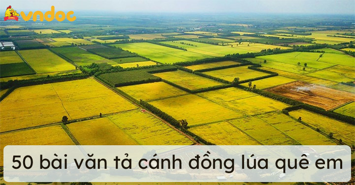 Tả cánh đồng lúa