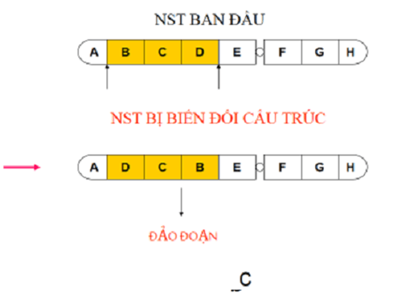 Lý thuyết Sinh học 12 Bài 5: Nhiễm sắc thể và đột biến cấu trúc nhiễm sắc thể | Lý thuyết Sinh 12 ngắn gọn