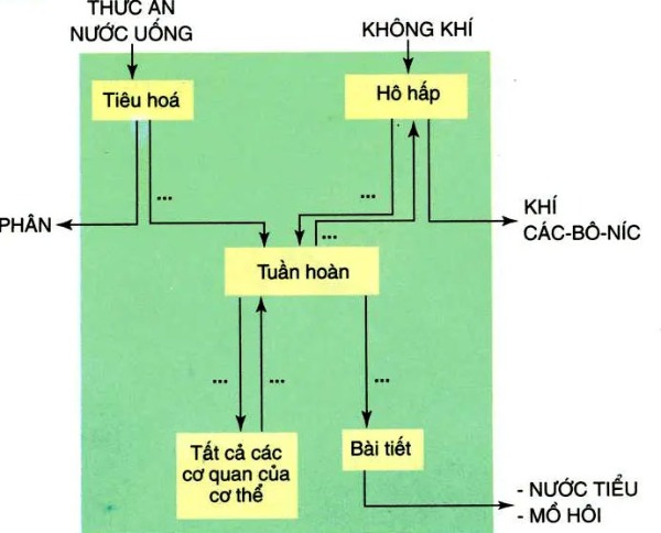 Khoa học lớp 4 bài 3