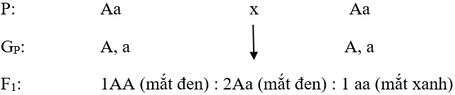 Bài 4 trang 22 sgk Sinh học 9