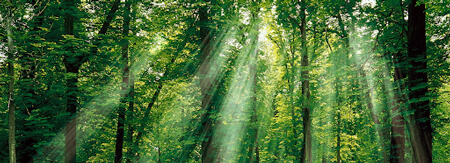 Kì diệu rừng xanh