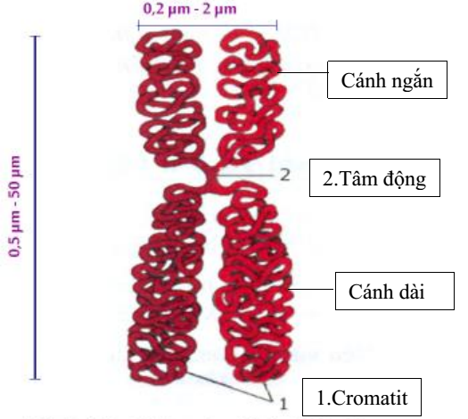 Bộ NST của mỗi loài đặc trưng bởi những yếu tố nào? Cấu trúc của 1 NST điển hình?