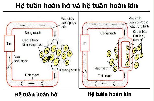 Vẽ sơ đồ và trình bày sự khác nhau giữa hệ tuần hoàn hở và tuần hoàn kín
