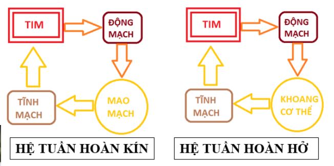 Vẽ sơ đồ và trình bày sự khác nhau giữa hệ tuần hoàn hở và tuần hoàn kín