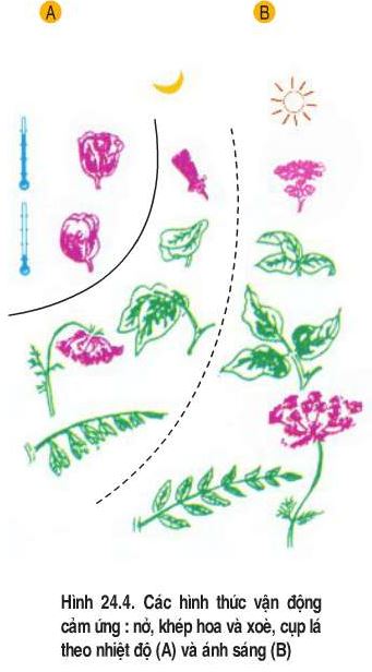 Hãy nhận xét về sự thức ngủ của lá