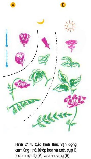 Nhận xét hiện tượng nở hoa theo ánh sáng