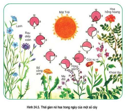 Nhận xét hiện tượng nở hoa theo ánh sáng