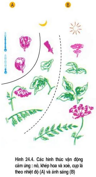 Nhận xét hiện tượng nở hoa theo nhiệt độ