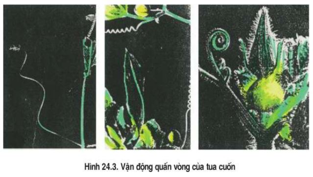 Nhận xét hình dạng của vòng quấn