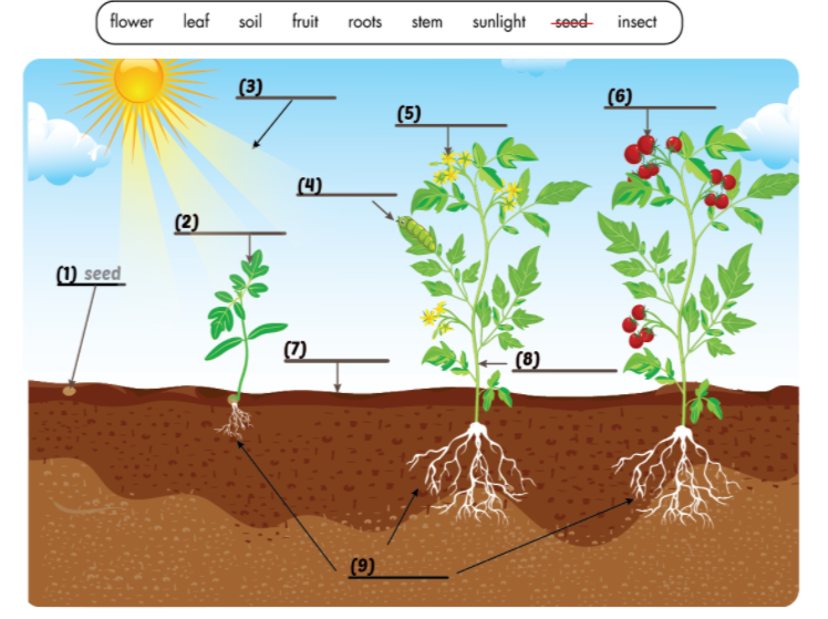 Smart World 7 Workbook giải bài tập Unit 3 Lesson 4