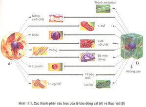 Liệt kê các cấu trúc cơ bản của tế bào động vật, tế bào thực vật