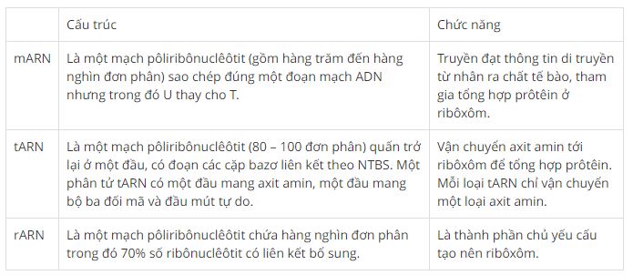 Phân biệt cấu trúc và chức năng các loại ARN
