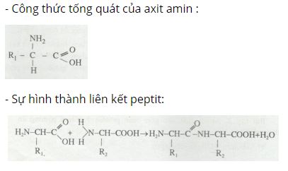 Viết công thức tổng quát của axit amin