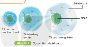 Khoa học tự nhiên lớp 6 bài 20 Kết nối tri thức