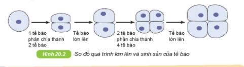 Khoa học tự nhiên lớp 6 bài 20 Kết nối tri thức