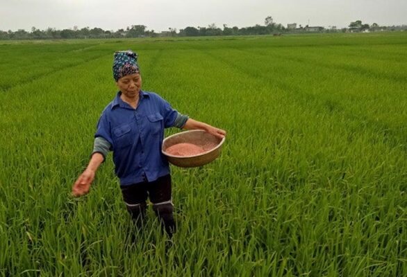 Bón thúc là cách bón