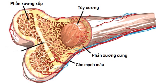 Nêu thành phần hóa học và tính chất của xương